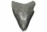 Serrated, Fossil Megalodon Tooth - South Carolina #187683-1